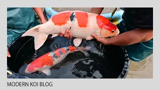 Modern Koi Blog #4885 - Konishis Jumbo Gosanke Ikeage Naturteich Amatsu