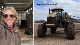 Watch out! Emily's in the Air Flow! | hauling calves + spreading fertilizer