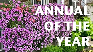 ANNUAL OF THE YEAR | PROVEN WINNERS | SUPERTUNIA BORDEAUX | 2021