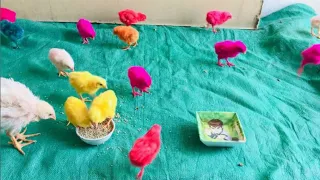 lovely Hen Baby Chicks | Colourful Baby Chicks| Smallest Born Chicks Video| @worldbyrafy