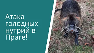 Атака голодных нутрий в Праге