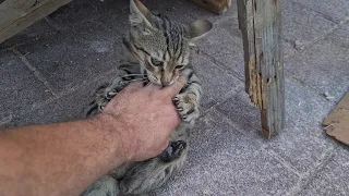 Cute little playful tabby cat biting my fingers.