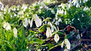 Snowdrops - An Essential Plant For Any Wildlife Garden