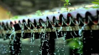 Sound of Raindrops on Rooftop - Thunderstorm Recording (w/bird chatter in background)