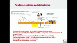 Antibody mediated rejection   what happens when Antibody binds endothelium