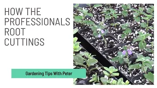 How the Professionals Root Cuttings (RHS Hyde Hall) | Garden Ideas | Peter Seabrook
