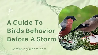 A Guide To Birds Behavior Before A Storm