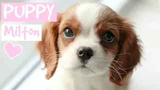 FIRST DAY WITH NEW PUPPY | Cavalier King Charles Spaniel