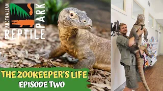 THE ZOOKEEPER'S LIFE: KOMODO DRAGONS | EPISODE 2