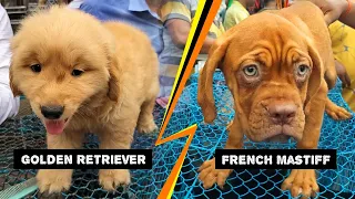 Galiff Street Pet Market Kolkata | dog market in kolkata | Dog Price | Gallif street kolkata | Dogs