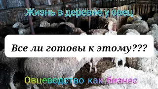 Овцеводство как оно есть | Sheep Farming