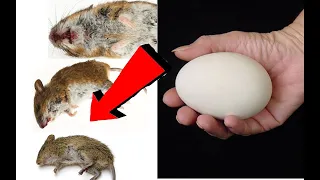 Как избавиться от мышей за 2-3 секунды!