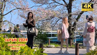 4k hdr japan travel 2024 | Cherry blossoms in Sumida River（隅田川）Tokyo  |  Best sakura viewing place