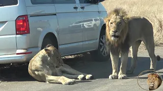 Funny - Lion Mating Pair Prefer The Shade Of Cars
