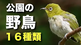 公園にいる野鳥を16種類ほど解説！