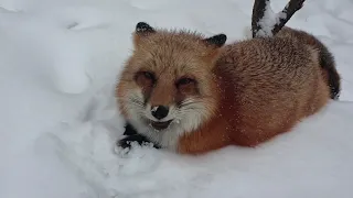 Alice fox. The fox guards the chickens in the burrow.