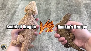 Rankin's Dragons vs Bearded Dragons! -- What's the Difference?