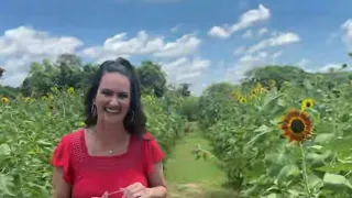 Froberg’s Farm is the perfect spot for picturesque sunflower picking and lots more