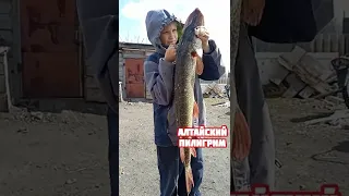 Щука монстр.🔥Ловля щуки. Рыбалка 2024 на щуку удалась. fishing . Big fish.