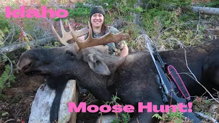 Idaho Bull Moose Hunt, Insane Call In!