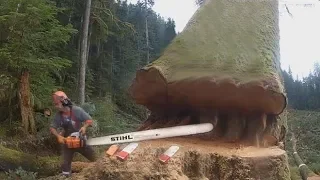 Amazing Skill Felling Cutting Big Tree With Chainsaw You Should Look to See How Big Trees Are Felled