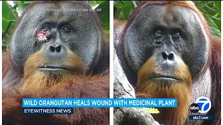 Wild orangutan uses medicinal plant to treat wound, scientists say