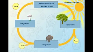 Биологический круговорот веществ в биосфере