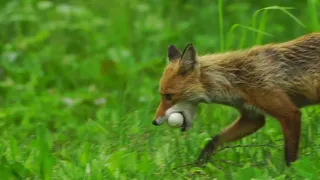 The Fox and the Bird egg