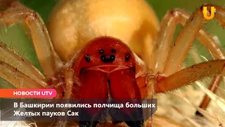 Новости UTV. В Башкирии появились полчища больших жёлтых пауков.