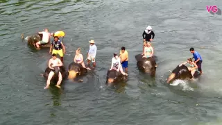 Bathing with elephants in Thailand / Купание со слонами в Таиланде