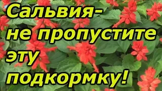 Сальвия-не пропустите эту важную подкормку!!!