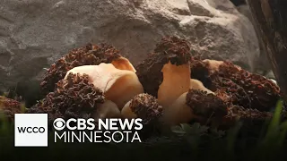 Minnesota's wet May a perfect storm for mushrooms