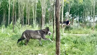 Легендарный Волк АКЕЛА, боится одного единственного человека ⁉️ Папа и Волк 🐺 Китайская еда в СПБ .