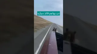 دب يهاجم قائد سياره 🐻😰