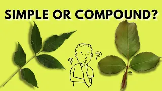 Learn How To Recognize Compound Leaves | Simple vs. Compound Leaves