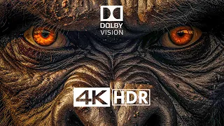 Insane Scene in HDR 4K 60FPS - Dolby Vision