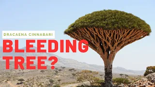 Bleeding tree? |  Dracaena cinnabari