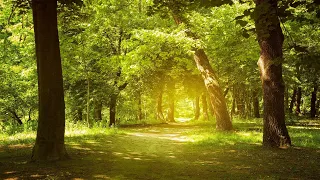 Relaxing Music, Enchanting Forest, Nature Sounds, Piano Music, Stress Relief