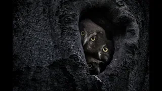 Boreal owl chicks cleaning