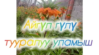 Айгүл гүлү тууралуу уламыш. Айгүл гүлү.