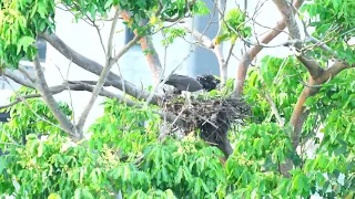 Singapore WB Sea Eagles - 5 April 2024 part 2 - More wingers at feeding time!