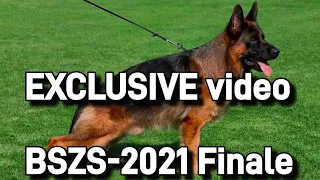 EXCLUSIVE video || BSZS-2021 #finale || German Shepherd World Championship ||