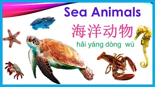 How to say Sea Animals in Chinese (sea animals song included) 海洋动物