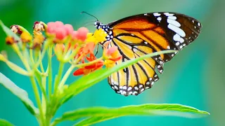 Breathtaking Beautiful Butterflies 🦋 - Watch & Get Relaxed
