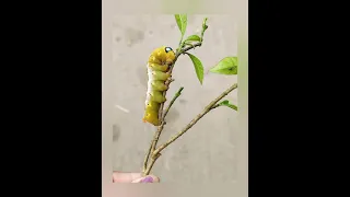 How to grow Oleander hawk-moth ||Life cycle||Dephnis nerii||Pritika Halder