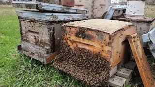 Today, the first swarm cells I have seen at this time of the year here in Manitoba.