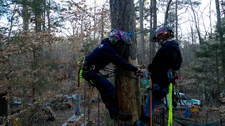 Chase & Cameron Practice Tree Climbing Rescue Techniques - Counterbalance Spar Rescue on Spurs