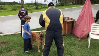 Cão defende criança de agressor - Pastor Belga Malinois. Cão de Guarda