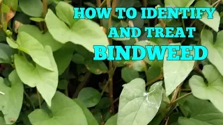 HOW TO GET RID OF BINDWEED