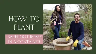 How to Plant Bare Root Roses in a Container